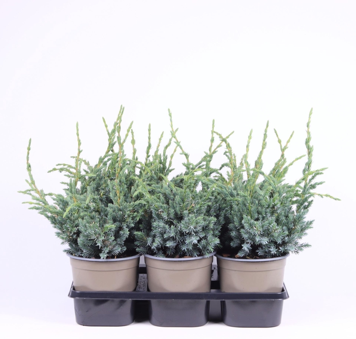 <h4>Juniperus squamata Meyeri</h4>