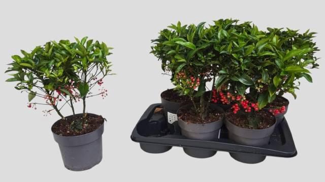 <h4>ARDIS CRENATA</h4>