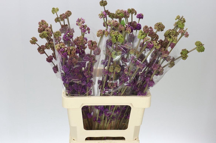 <h4>Callicarpa Gira</h4>