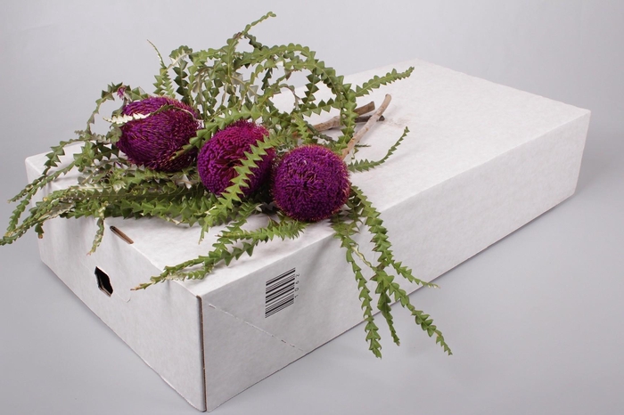 <h4>Banksia Speciosa Purple</h4>