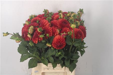 <h4>Dahl Ball Brown Sugar</h4>