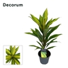 Cordyline Kiwi 12 cm ( Decorum )