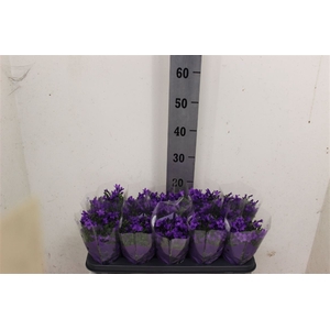Campanula portenschlagiana Ocean