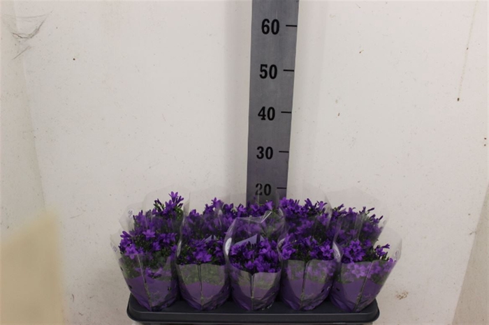 <h4>Campanula portenschlagiana Ocean</h4>