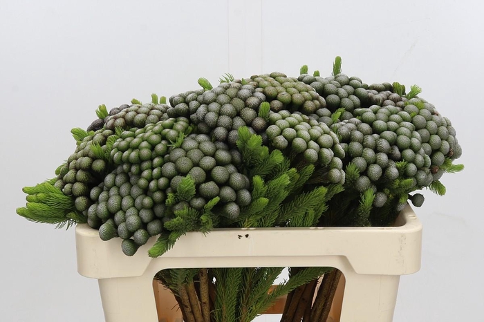 <h4>Cape Green Albiflora</h4>