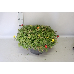 Terraspot 37 cm met waterreservoir  Portulaca mix