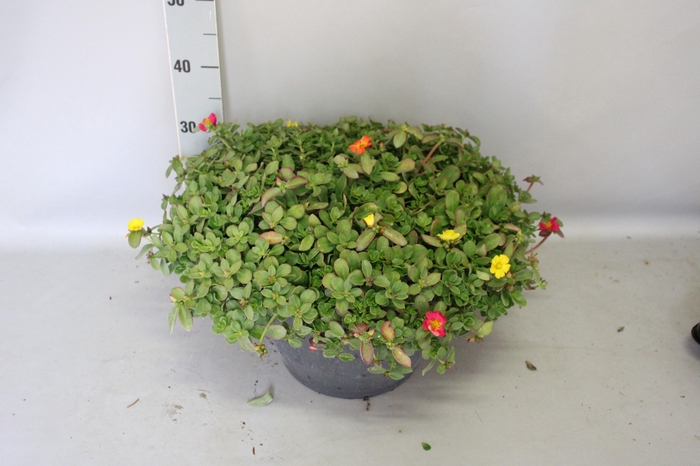<h4>Terraspot 37 cm met waterreservoir  Portulaca mix</h4>