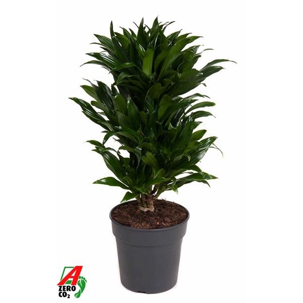 <h4>Dracaena fra Compacta Grp 'Compacta'</h4>