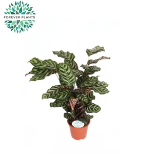 Calathea Makoyana p21