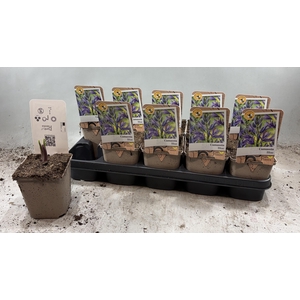 CAMASSIA LE CAERULEA