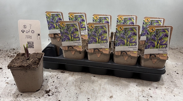 <h4>CAMASSIA LE CAERULEA</h4>