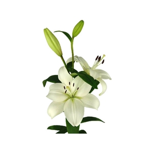 LIRIO RICHMOND(R) 070 CM HT 3/5 FLS