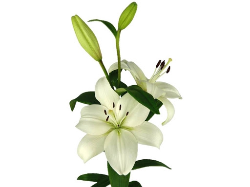 <h4>LIRIO RICHMOND(R) 070 CM HT 3/5 FLS</h4>