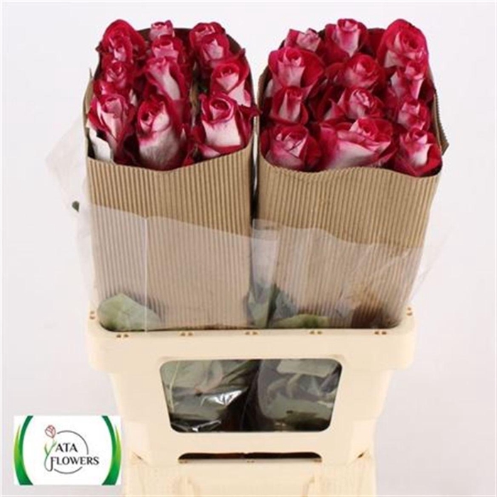 <h4>R Gr Bluez+ Ec</h4>