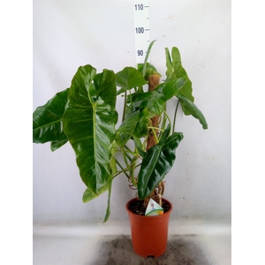 Philodendron   ...