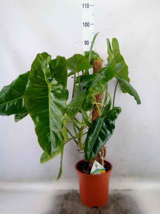 <h4>Philodendron   ...</h4>