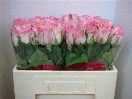 <h4>R Gr Boulevard@</h4>