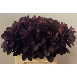 COTI C ROYAL PURPLE