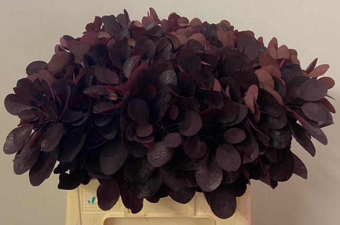 <h4>COTI C ROYAL PURPLE</h4>