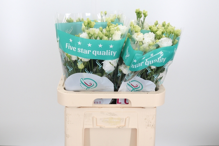 Eus G Alissa Pur Whi