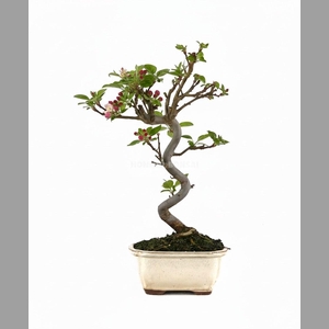 MALUS DOMESTICA OV