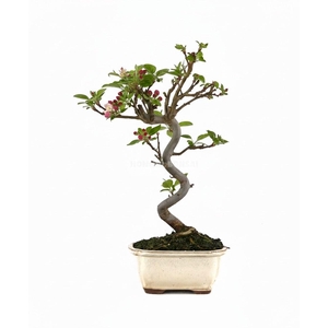 MALUS DOMESTICA OV