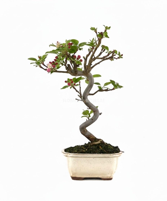 <h4>MALUS DOMESTICA OV</h4>