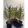 arr8 Larix Kaempferi