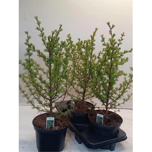 Larix Kaempferi