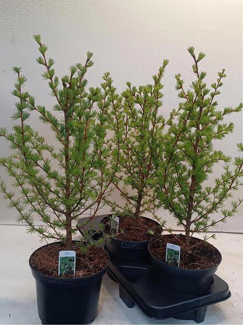 <h4>Larix Kaempferi</h4>