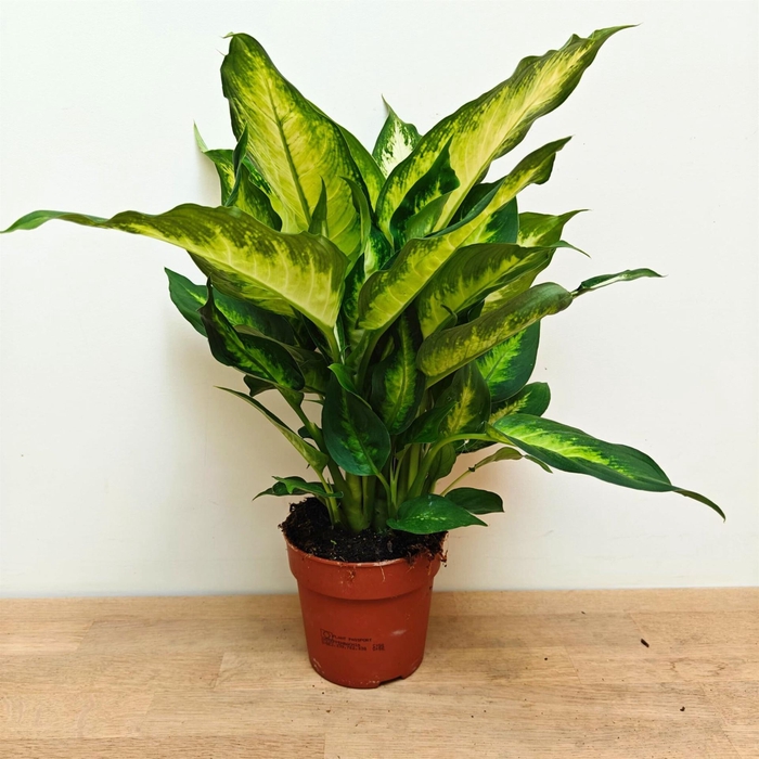 <h4>Dieffenbachia  'Camilla'</h4>
