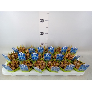 Muscari  'Magic Blue'