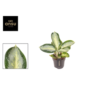 Aglaonema Turtle Green