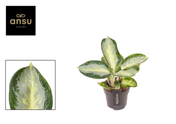 <h4>Aglaonema Turtle Green</h4>