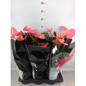 Anthurium andr. 'Maine'