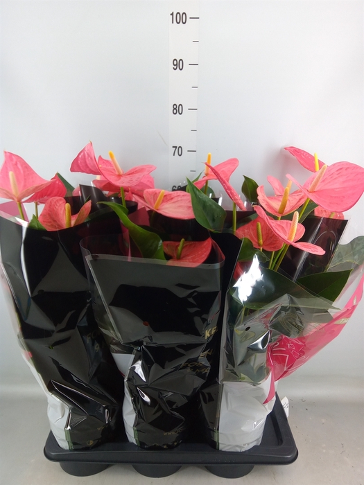 <h4>Anthurium andr. 'Maine'</h4>