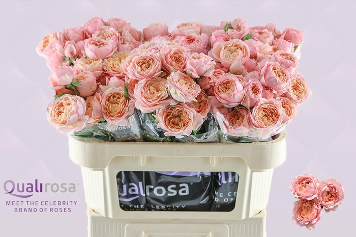 <h4>R Tr Julietta</h4>