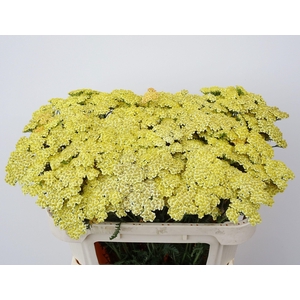 Achillea M Cream