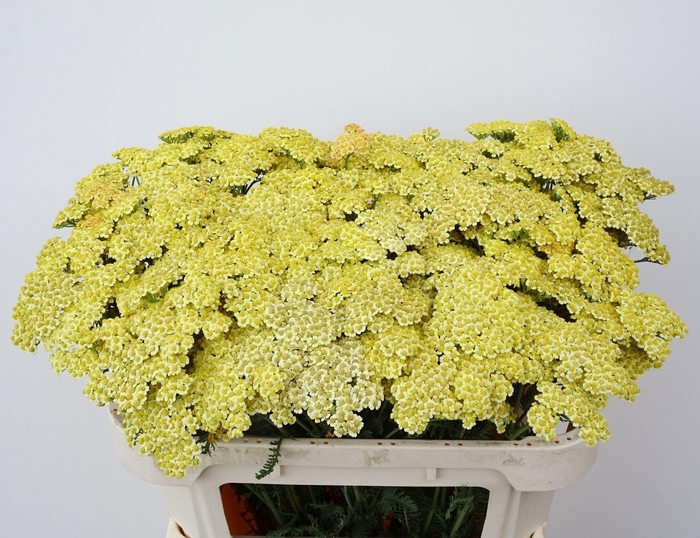 <h4>Achillea M Cream</h4>