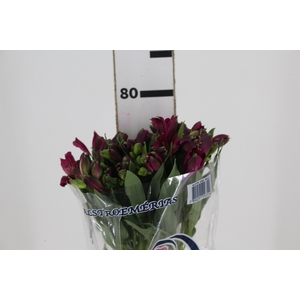 ALSTROEMERIA NAPOLI 080 CM