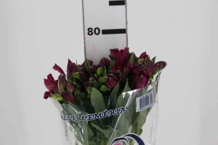 <h4>ALSTROEMERIA NAPOLI 080 CM</h4>