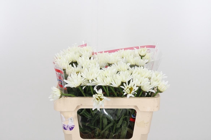 <h4>Leuc S Harmony</h4>