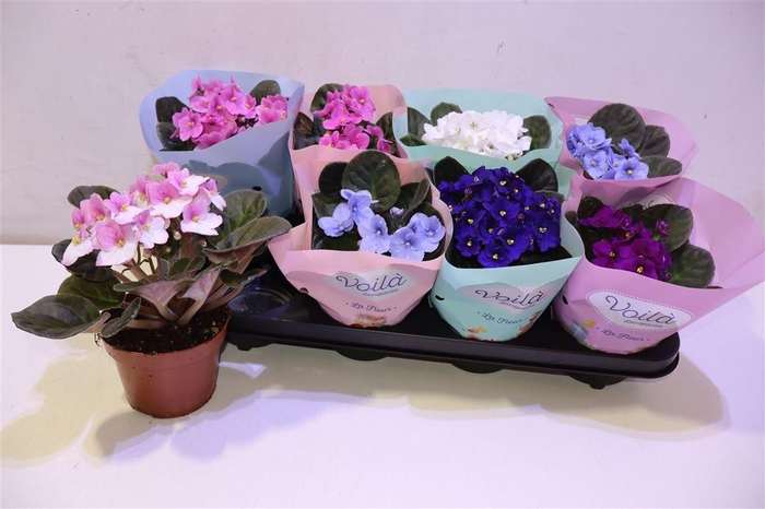 <h4>arr8 Saintp Gem</h4>