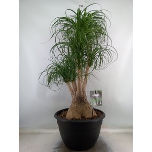 Beaucarnea recurvata