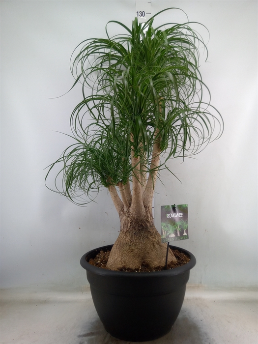 <h4>Beaucarnea recurvata</h4>