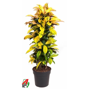 Codiaeum Mrs Iceton vertakt P31