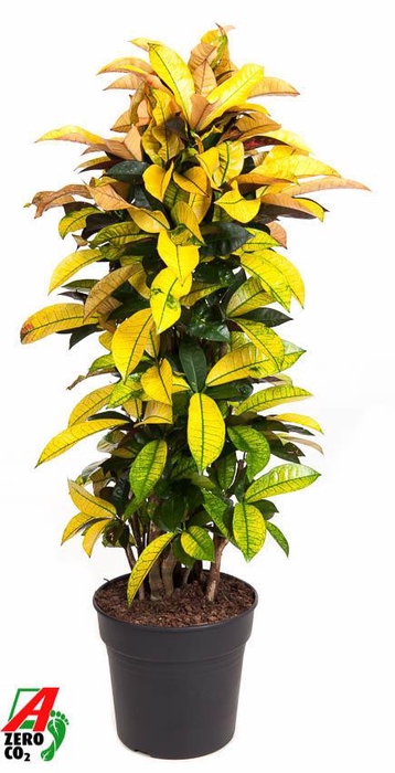 <h4>Codiaeum Mrs Iceton vertakt P31</h4>