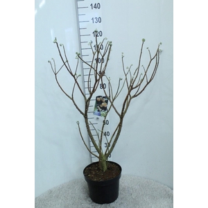 Edgeworthia chrys. 'Grandiflora'