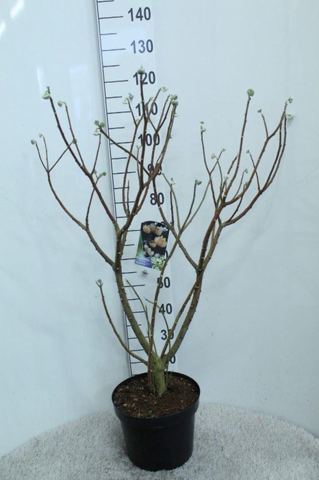 <h4>Edgeworthia chrys. 'Grandiflora'</h4>