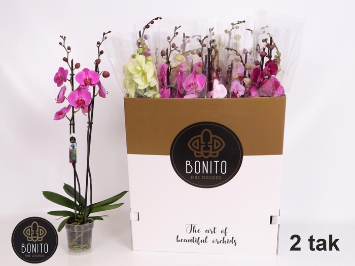 <h4>PHAL GEM 10 KL</h4>